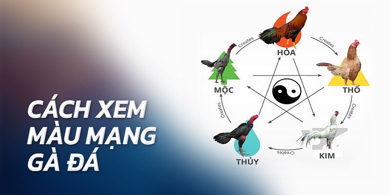 Kinh nghiệm xem màu mạng đá gà với nhiều yếu tố