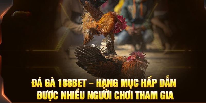 Cảm nhận sự kịch tính khuấy đảo tại sảnh chơi đá gà trực tuyến